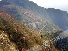 巫溪红池坝或发现国内最大高山原生粉红杜鹃花 巫溪红池坝或发现国内最大高山原生粉红杜鹃花